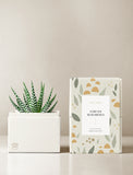 Succulents in gift box. - Image 