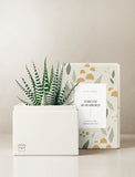Succulents in gift box. - Image 