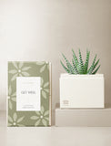 Succulents in gift box. - Image 