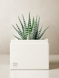 Succulents in gift box. - Image 