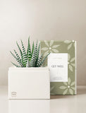 Succulents in gift box. - Image 