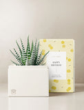 Succulents in gift box. - Image 