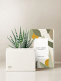 Succulents in gift box. - Image 