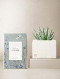 Succulents in gift box. - Image 