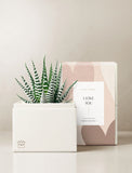 Succulents in gift box. - Image 