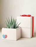 Zebra succulent in a white gift box with a red ribbon and a heart-shaped American flag decal. - Image 