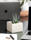Succulents in gift box. - Image 