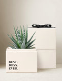 Succulents in gift box. - Image 