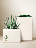 Succulents in gift box. - Image 