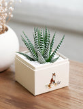Succulents in gift box. - Image 