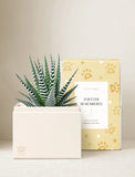Succulents in gift box. - Image 