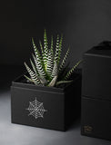 Succulents in gift box. - Image 