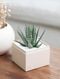 Succulents in gift box. - Image 