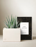 Succulents in gift box. - Image 