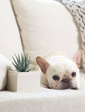 Succulents in gift box and white dog next to it. - Image 