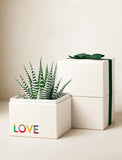 Succulents in gift box. - Image 