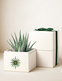 Succulents in gift box. - Image 