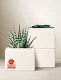 Succulents in gift box. - Image 