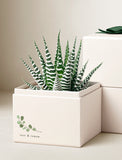 Zebra succulent in a cream-colored gift box with a green leaf illustration and the text rest & renew. - Image 
