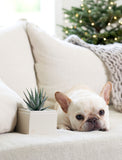 Christmas Petite Zebra Garden - Image 