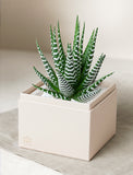 Christmas Petite Zebra Garden - Image 