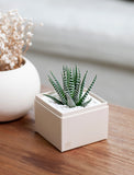 Christmas Petite Zebra Garden - Image 