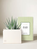 Zebra succulent plant in a cream-colored box with a Father's Day themed green striped sleeve. - Image 