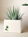 Square white planter with striped succulent plant on a light background - Image 