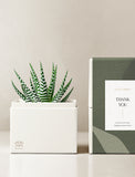 Succulents in gift box. - Image 