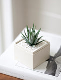 Succulents in gift box. - Image 