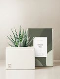 Succulents in gift box. - Image 