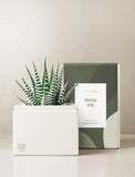 Succulents in gift box. - Image 