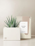 Succulents in gift box. - Image 