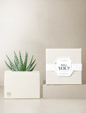 Succulents in gift box. - Image 
