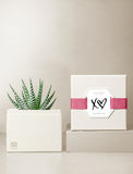 Succulents in gift box. - Image 