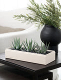 Succulents in gift box. - Image 