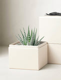 A small potted succulent plant with green and white striped leaves, presented in a square cream-colored box. Another matching box is partially visible in the background on a neutral light beige studio surface. - Image 