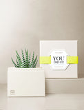 Succulents in gift box. - Image 