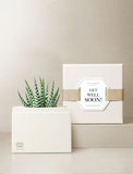 Succulents in gift box. - Image 