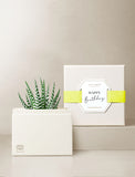 Succulents in gift box. - Image 