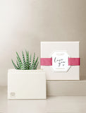 Succulents in gift box. - Image 