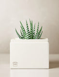 Succulents in gift box. - Image 