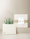 Succulents in gift box. - Image 
