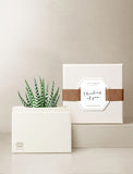 Succulents in gift box. - Image 