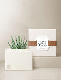Succulents in gift box. - Image 