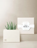 Succulents in gift box. - Image 