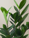 Close up of plant. - Image 