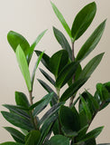 Close up of plant. - Image 