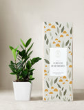 Plant in planter next to a gift box. - Image 