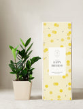 Plant in planter next to a gift box. - Image 
